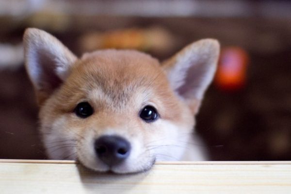 愛犬に食べさせたいグルテンフリーのドッグフード3選